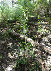 Senecio bathurstianus