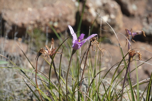 Image of Xerophyta viscosa by (c) Matthew Fainman, some rights reserved (CC BY)