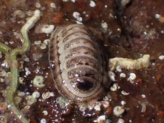 Chitonoidea