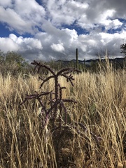 Cylindropuntia thurberi