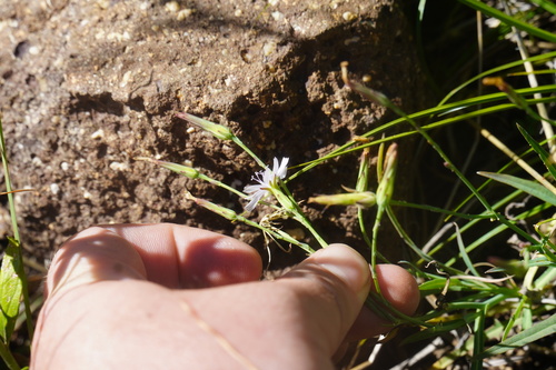 Image of Lactuca inermis by (c) Matthew Fainman, some rights reserved (CC BY)