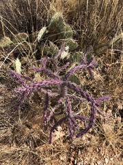 Cylindropuntia thurberi