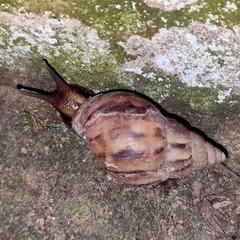 Lissachatina fulica