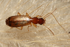Paradromius