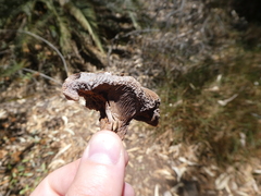 Macrozamia macdonnellii