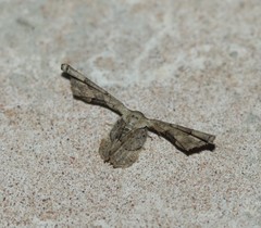 Antiplecta triangularis