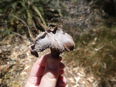 Macrozamia macdonnellii