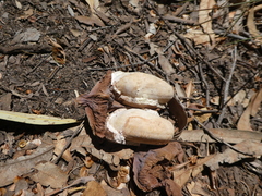 Macrozamia macdonnellii