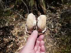 Macrozamia macdonnellii