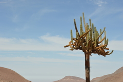 Browningia candelaris