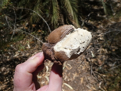 Macrozamia macdonnellii