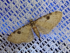 Eupithecia okadai