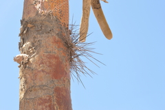 Browningia candelaris