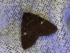 Hypersypnoides submarginata