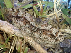 Satoblephara parvularia