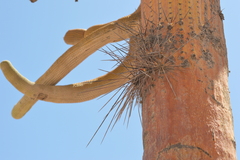 Browningia candelaris