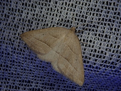 Petrophora chlorosata