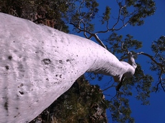 Corymbia aparrerinja