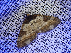 Melanthia procellata