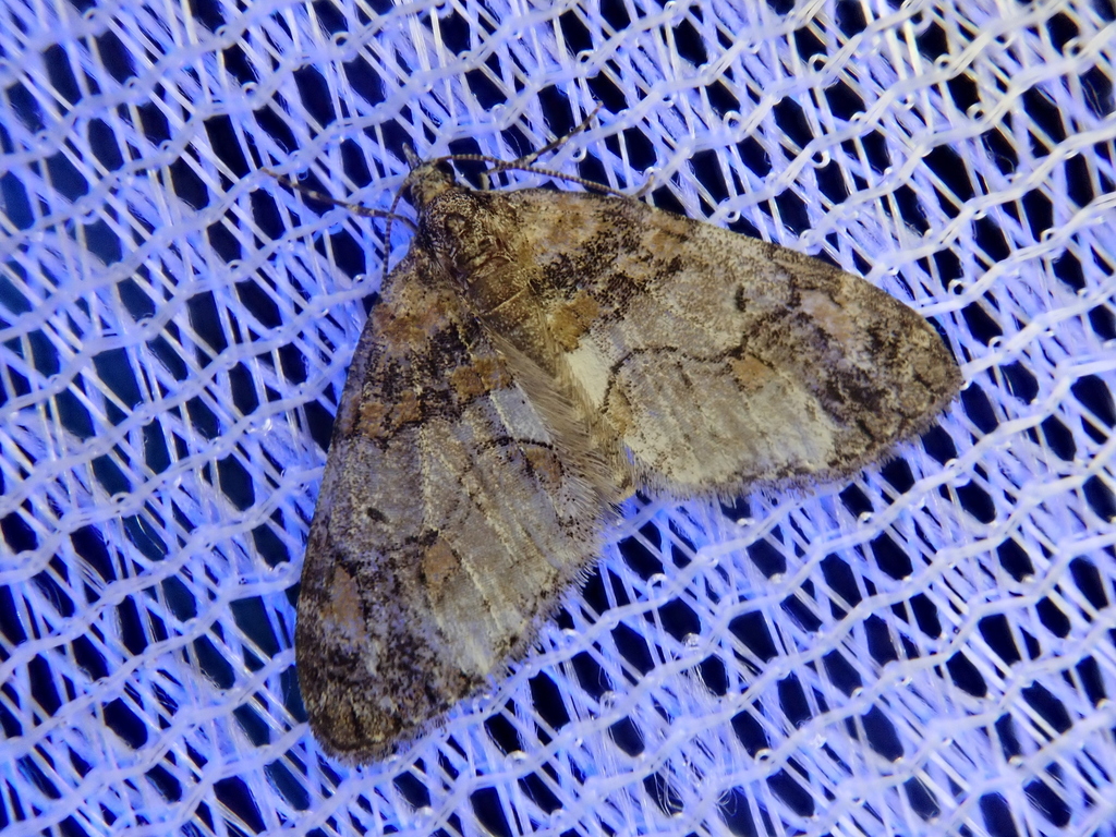 Pseudacasis bellaria