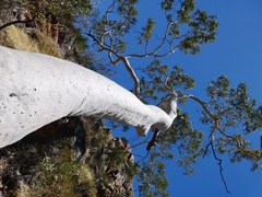 Corymbia aparrerinja