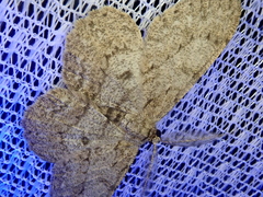 Hypomecis punctinalis conferenda