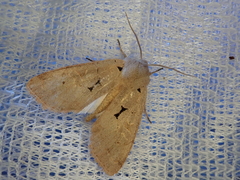 Orthosia carnipennis