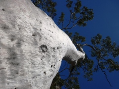 Corymbia aparrerinja