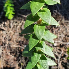 Epacris longiflora