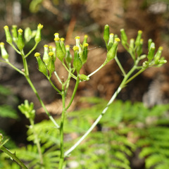 Senecio prenanthoides
