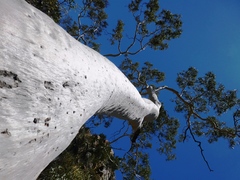 Corymbia aparrerinja