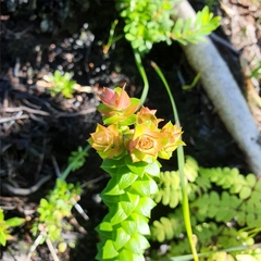 Epacris longiflora