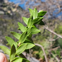 Epacris longiflora