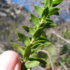 Epacris longiflora