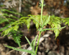 Senecio prenanthoides