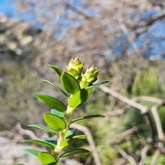 Epacris longiflora