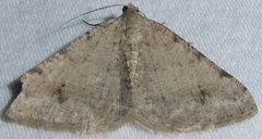 Digrammia pervolata