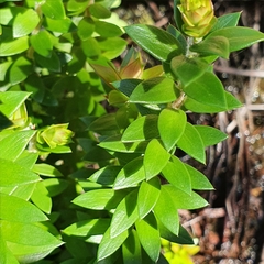 Epacris longiflora
