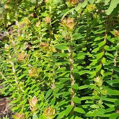 Epacris longiflora