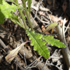 Senecio prenanthoides