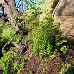 Epacris longiflora