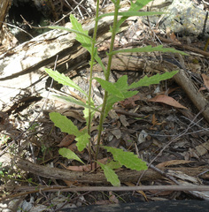 Senecio prenanthoides