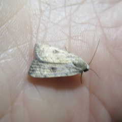 Micrathetis