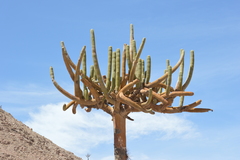 Browningia candelaris