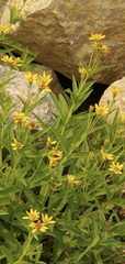 Arnica longifolia