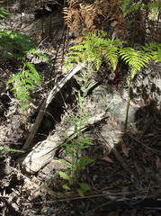 Senecio prenanthoides