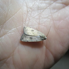Micrathetis