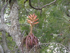 Tillandsia langlasseana