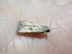 Micrathetis
