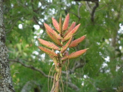 Tillandsia langlasseana